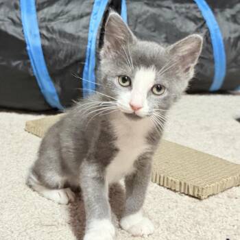 Boots -  Manx and Snowshoe Cat for Adoption in North Port, Florida - Boots | PetCurious