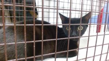 Domestic Short Hair Cats Available for Adoption in Doral, Florida - TILLY | PetCurious