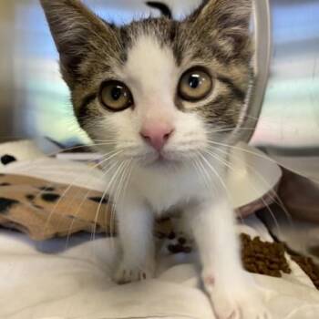 Nico -  Domestic Short Hair Cat for Adoption in Richmond, Virginia - Nico | PetCurious
