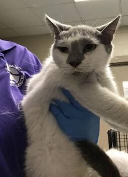 Domestic Short Hair Cats Available for Adoption - A425878 | PetCurious