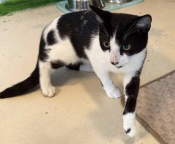 Checkers -  Domestic Short Hair Cat for Adoption in Conway, South Carolina - Checkers | PetCurious
