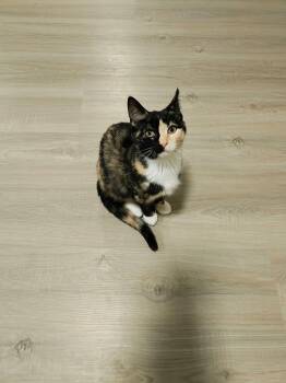 Charlotte -  American Shorthair Cat for Adoption in East Orange, New Jersey - Charlotte | PetCurious