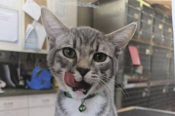 0822-2610 -  Domestic Short Hair Cat for Adoption in Turlock, California - 0822-2610 | PetCurious
