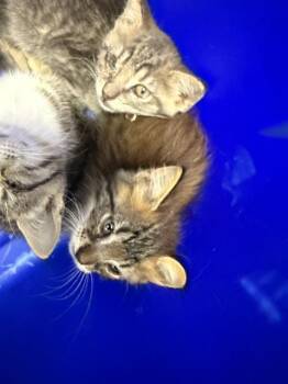 A384757 -  Domestic Short Hair Cat for Adoption in Ocala, Florida - A384757 | PetCurious