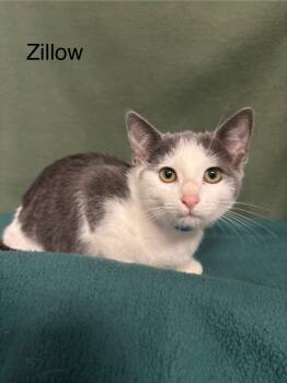 Rescue Domestic Short Hair Cats for Adoption in Wabash, Indiana - Zillow | PetCurious