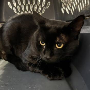 Buddy -  Domestic Short Hair Cat for Adoption in Des Moines, Iowa - Buddy | PetCurious