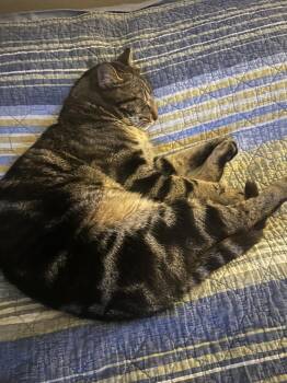 Domestic Short Hair Cats Available for Adoption in The Woodlands, Texas - Thomas | PetCurious