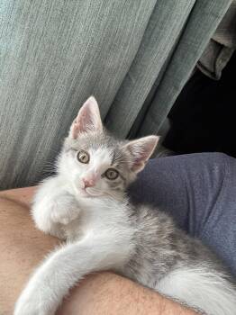 Peanut -  Domestic Short Hair Cat for Adoption in Georgetown, Kentucky - Peanut | PetCurious