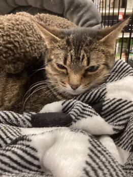 Tabby and Domestic Short Hair Cats Available for Adoption - WILMA | PetCurious