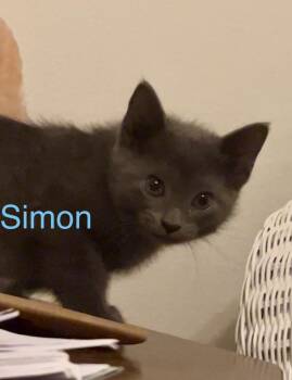 Russian Blue Cats Available for Adoption in Casselberry, Florida - Simon | PetCurious