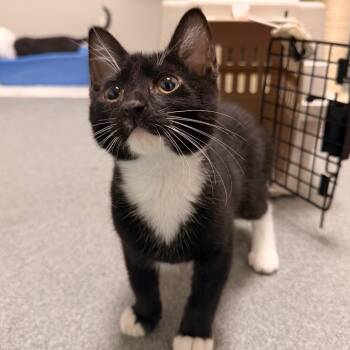 Mattie -  Domestic Short Hair Cat for Adoption in Gainesville, Florida - Mattie | PetCurious