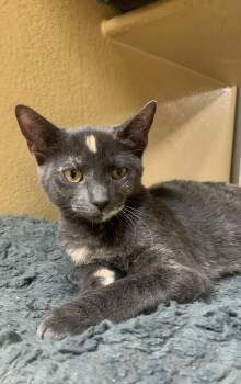 Rosie -  Domestic Short Hair Cat for Adoption in Port Jefferson Station, New York - Rosie | PetCurious