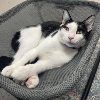 Naveen -  Domestic Short Hair Cat for Adoption in Laredo, Texas - Naveen | PetCurious