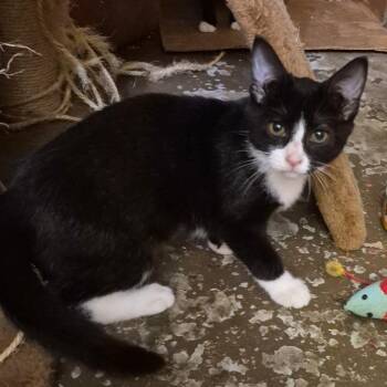Cairo -  Domestic Short Hair Cat for Adoption in Stuart, Virginia - Cairo | PetCurious