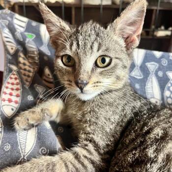 Domestic Short Hair Cats Available for Adoption - KASPER | PetCurious