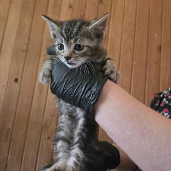 Chewie -  Domestic Short Hair Cat for Adoption in Tylertown, Mississippi - Chewie | PetCurious