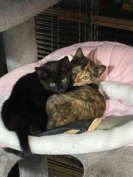 Beansy -  American Shorthair Cat for Adoption in Levittown, New York - Beansy | PetCurious