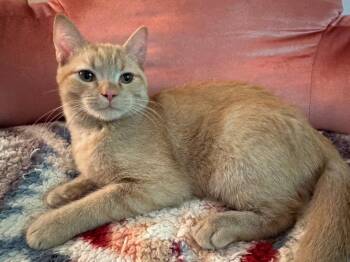 Acorn -  Domestic Short Hair Cat for Adoption in Reston, Virginia - Acorn | PetCurious