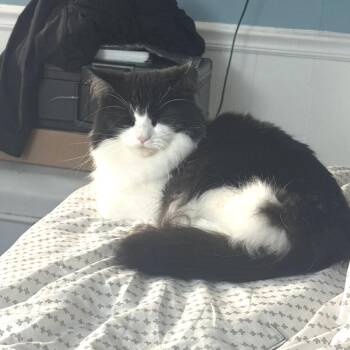 Domestic Long Hair Cats Available for Adoption - Trixie | PetCurious