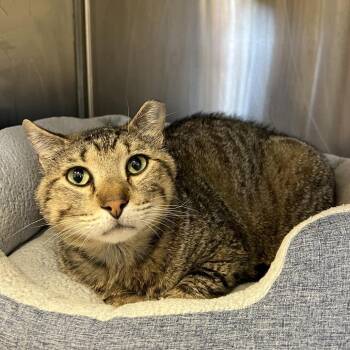 Domestic Short Hair Cats Available for Adoption in Austin, Texas - Razzle | PetCurious