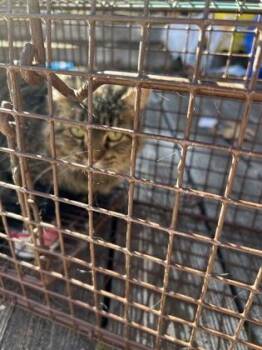 Domestic Medium Hair and Domestic Short Hair Cats Available for Adoption - Cockatoo | PetCurious