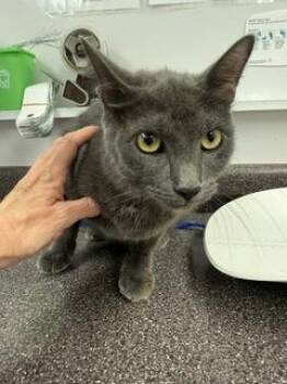 Sabrina -  Domestic Short Hair Cat for Adoption in South Bend, Indiana - Sabrina | PetCurious