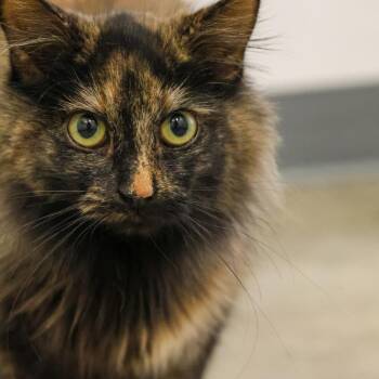 Domestic Long Hair Cats Available for Adoption in Topeka, Kansas - **Cat Cafe** Esmeralda | PetCurious