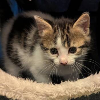Rescue Domestic Short Hair Cats for Adoption in Ottawa, Ontario - Chloe | PetCurious