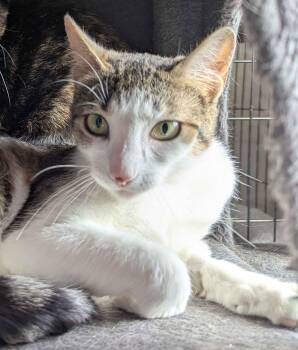 Strudel -  Domestic Short Hair Cat for Adoption in Seven Valleys, Pennsylvania - Strudel | PetCurious