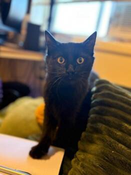 Rescue Domestic Short Hair Cats for Adoption in Pocatello, Idaho - Antler | PetCurious