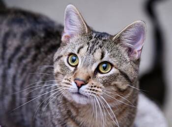 Fergus -  Tabby and Domestic Short Hair Cat for Adoption in Chattanooga, Tennessee - Fergus | PetCurious