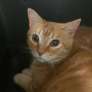 Rescue Domestic Short Hair Cats for Adoption in Lynchburg, Virginia - Goldfish | PetCurious