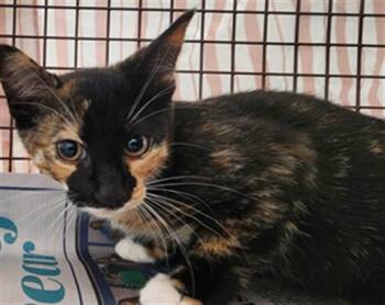 Domestic Short Hair Cats Available for Adoption in Fort Lauderdale, Florida - TOOTSIE TINDAL | PetCurious