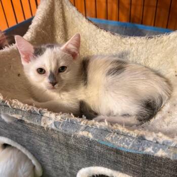 Mayhem -  Domestic Short Hair Cat Available for Adoption in Kansas City, Missouri - Mayhem | PetCurious