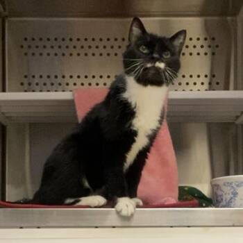 Domestic Short Hair Cats Available for Adoption in Warwick, Rhode Island - Paws | PetCurious