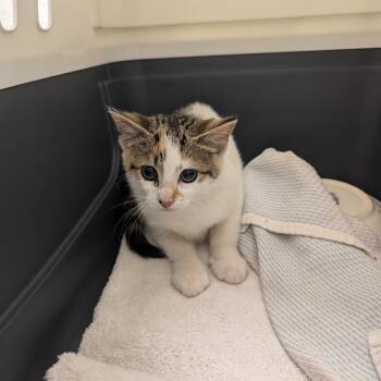 Coral -  Domestic Short Hair Cat Available for Adoption in Charlottesville, Virginia - Coral | PetCurious
