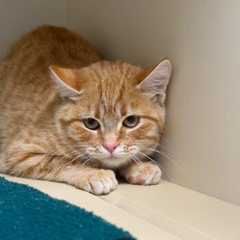 Potato -  Domestic Short Hair Cat for Adoption in Cody, Wyoming - Potato | PetCurious