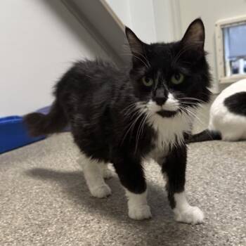 Rescue Domestic Medium Hair and Domestic Short Hair Cats for Adoption in Blue Ridge, Georgia - Tux | PetCurious