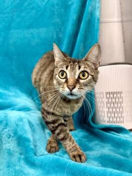Domestic Short Hair Cats Available for Adoption in Denham Springs, Louisiana - Sapphire | PetCurious
