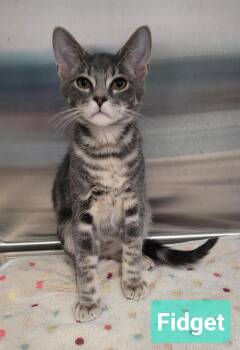 Fidget -  Domestic Short Hair Cat for Adoption in Richmond, Indiana - Fidget | PetCurious