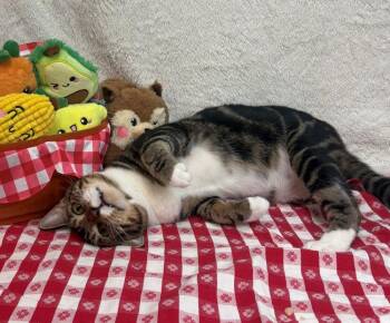 261309  Turner -  Domestic Short Hair Cat for Adoption in Wetumpka, Alabama - 261309  Turner | PetCurious