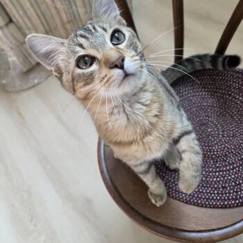 Galileo -  Domestic Short Hair Cat for Adoption in Rossville, Georgia - Galileo | PetCurious