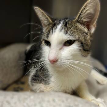 Rescue Domestic Short Hair Cats for Adoption in Springfield, Illinois - Corn | PetCurious