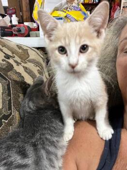 Logan -  Domestic Short Hair Cat for Adoption in Cromwell, Kentucky - Logan | PetCurious