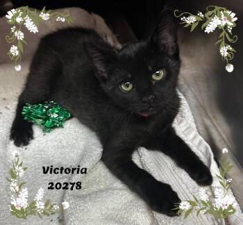 VICTORIA -  Domestic Short Hair and Bombay Cat for Adoption in Marietta, Georgia - VICTORIA | PetCurious