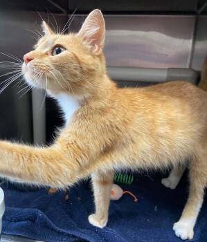 Miss Roady - At shelter -  Domestic Short Hair Cat for Adoption in Rustburg, Virginia - Miss Roady - At Shelter | PetCurious