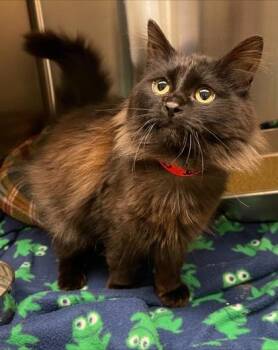 Domestic Long Hair and Domestic Short Hair Cats Available for Adoption in Westland, Michigan - Josephine | PetCurious