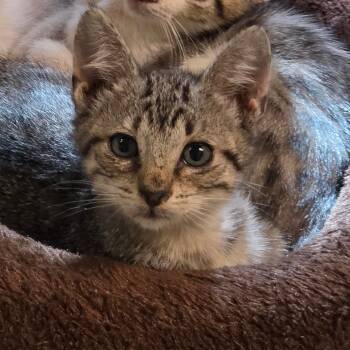 Rescue Domestic Short Hair Cats for Adoption in Port Townsend, Washington - Bear | PetCurious