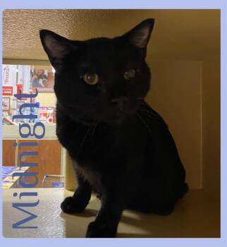 Tabby Cats Available for Adoption in Lawton, Oklahoma - MIDNIGHT  | PetCurious