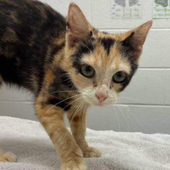 Marnie -  Domestic Short Hair Cat for Adoption in Corpus Christi, Texas - Marnie | PetCurious